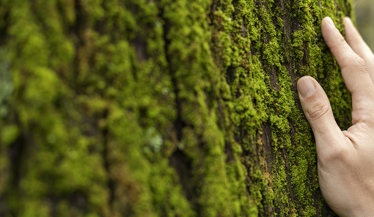 hand-touching-tree-moss-close-up